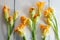 Courgette flowers on wooden background