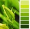 Courgette green color chart