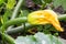 Courgette in Growth