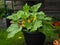 Courgette Midnight plant growing in a container