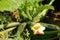 Courgette plant