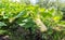 Courgette plant (Cucurbite pepo) with yellow fruits