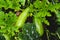 Courgette plant with green fruits growing in the garden