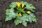 Courgette plant growing with yellow flowers and green vegetables