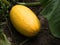 Courgette plant with yellow fruit in the garden