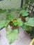 courgette plants in the garden