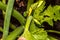 Courgette, pumpkin, cucurbitales plant with flower in close-up