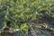 Courgettes cultivation in field, Agri valley, Italy