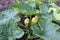 Courgettes growing in a vegetable field