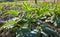 Courgettes or zucchini in a kitchen garden.