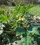 Courgettes or zucchini in a kitchen garden.