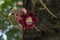 Couroupita guianensis - Details - flowers and exotic fruits