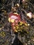 Couroupita guianensis flower and blossoms closeup