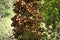 Couroupita guianensis known as cannonball tree