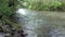 Course of salmon fish to spawn against the current of water in Alaska.