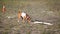 Coursing. Basenji dog caught the bait