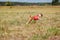 Coursing. Basenji dog in a red t-shirt running across the field