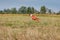 Coursing. Basenji dog running across the field