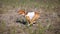 Coursing. Basenji dog running on the field