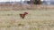 Coursing. Basenji dogs run after a lure. Grassy field