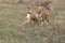 Coursing. Basenji dogs run after a lure. Grassy field