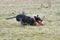 Coursing dog catching a bait