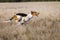 Coursing. Dogs Estonian hound finish lacks the lure.