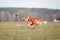 Coursing, passion and speed. Russian Borzoi dog