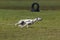 Coursing race dog