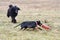 Coursing training with dogs