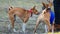 Coursing. Two basenji dogs fight
