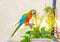 The court parrot ,colorful parrot ,beautiful parrots,parrots loo