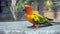 The court parrot, colorful parrot, beautiful parrots, Psittaciformes.