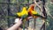 The court parrot, colorful parrot, beautiful parrots, Psittaciformes.