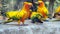 The court parrot, colorful parrot, beautiful parrots, Psittaciformes.