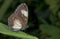 Courtesan Butterfly at Garo Hills,Meghalaya,India