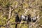 Courting Anhingas bird called Anhinga anhinga