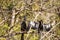 Courting Anhingas bird called Anhinga anhinga