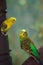 Courting Budgerigar parakeet birds Melopsittacus undulatus