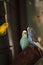 Courting Budgerigar parakeet birds Melopsittacus undulatus