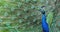 Courting Display of a Male Indian Blue Peacock