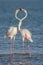 Courting Flamingoes