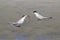 Courting Least terns
