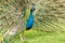 Courting peacock at the park