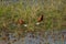 Courtship of African jacanas in a lagoon.