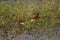 Courtship of African jacanas in a lagoon.