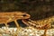 Courtship behavior of a smooth newt pair Lissotriton vulgaris