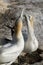 Courtship behaviour among adult australasian gannets on their nest at the Muriwai colony