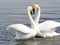 Courtship Dance Of Two Swans