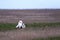 Courtship display of male Great Bustard